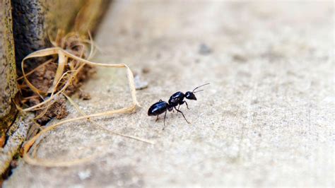 大量螞蟻 高度測量方法